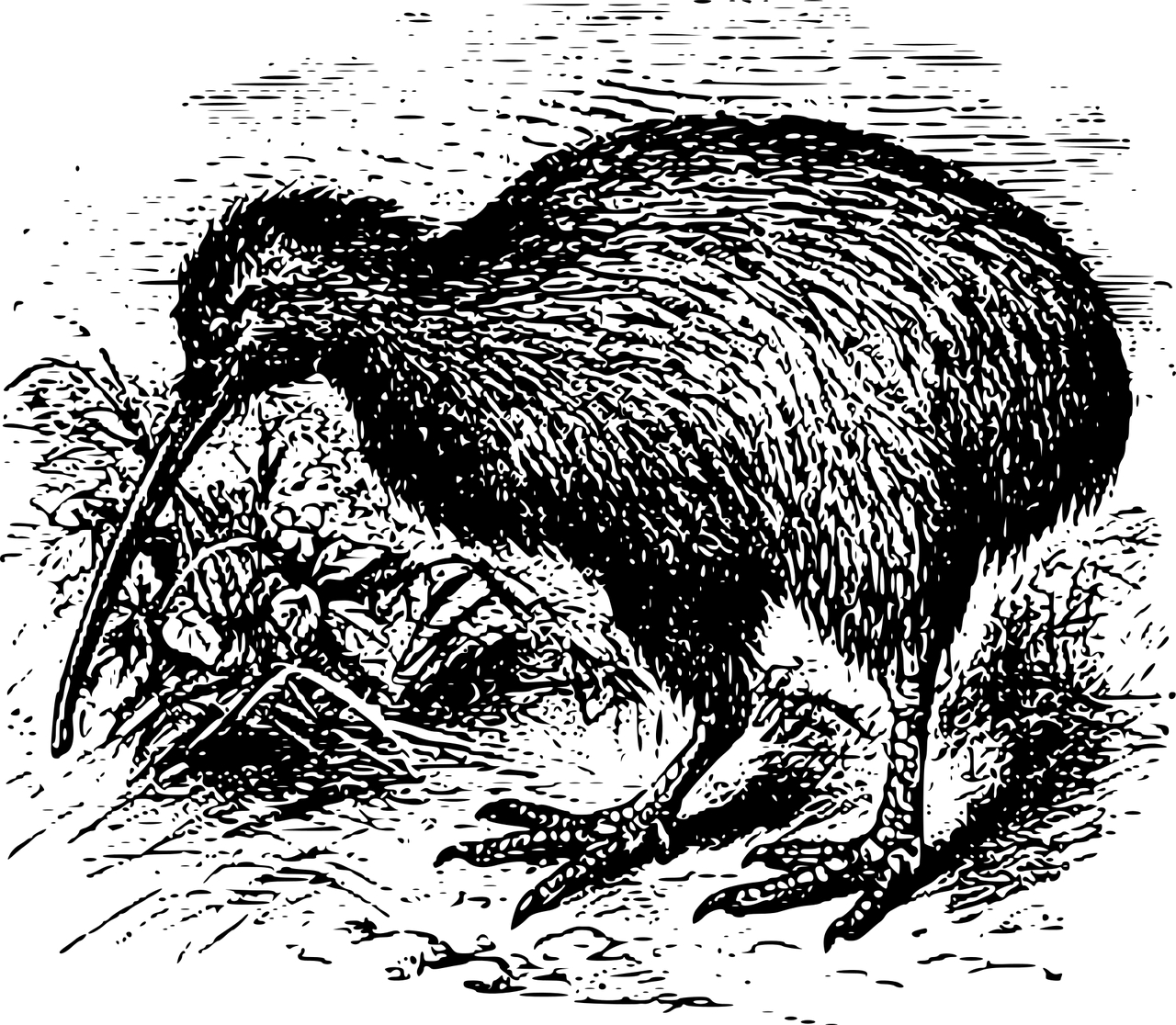 https://pixabay.com/ro/vectors/animale-bird-flightless-kiwi-1296706/