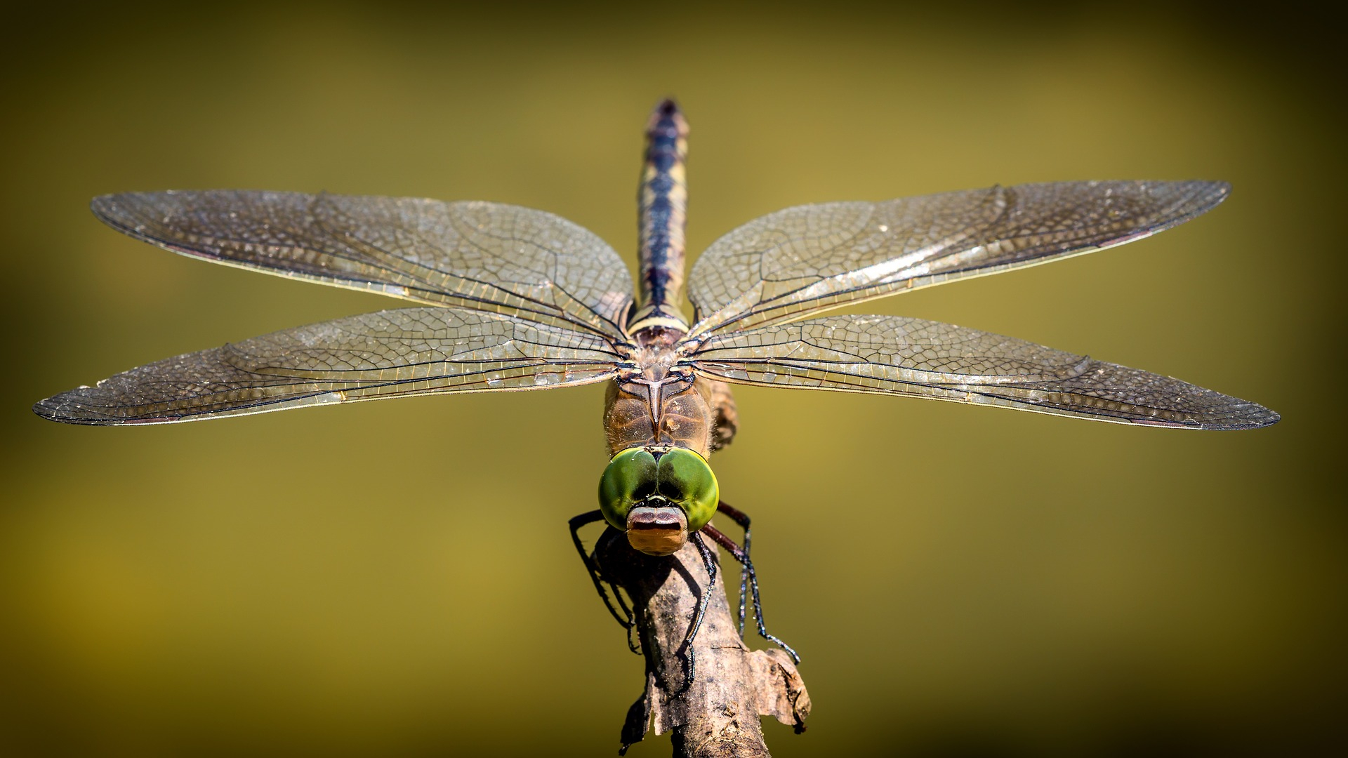 https://pixabay.com/ro/photos/dragonfly-aripi-insect%C4%83-natura-3456317/