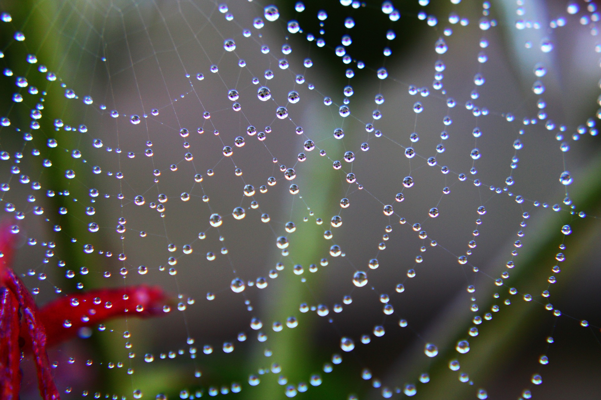 https://pixabay.com/ro/photos/spider-web-drops-water-drops-ploaie-3706869/