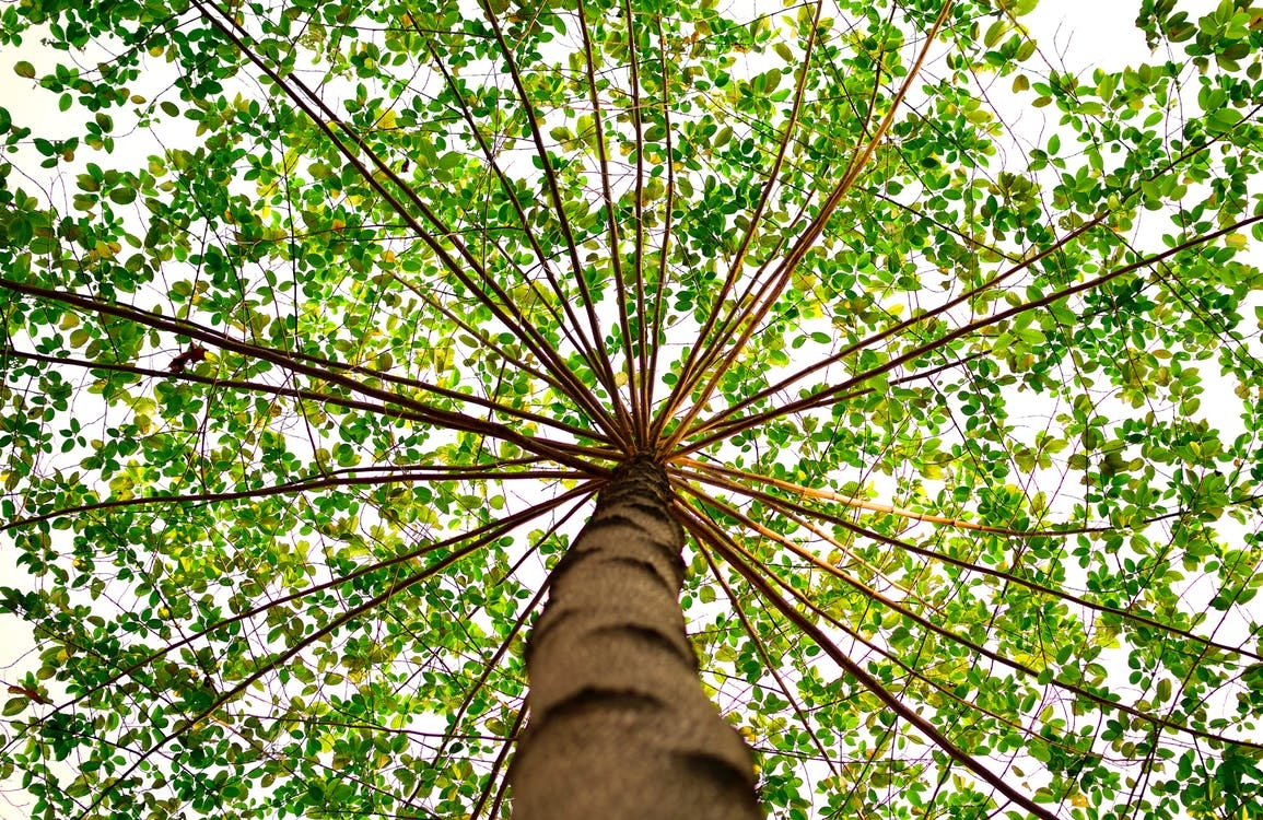 https://www.pexels.com/photo/wood-light-nature-forest-91153/