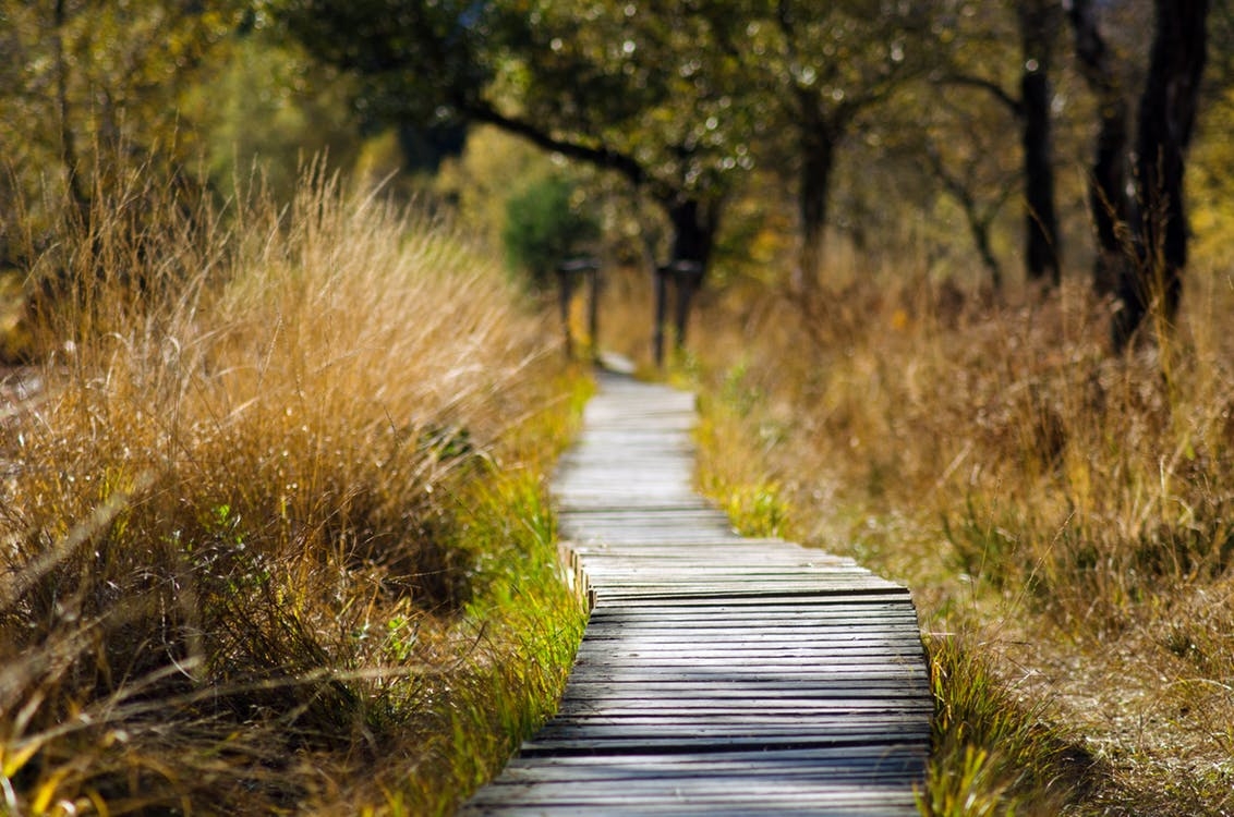 https://www.pexels.com/photo/adventure-boardwalk-countryside-daylight-289327/