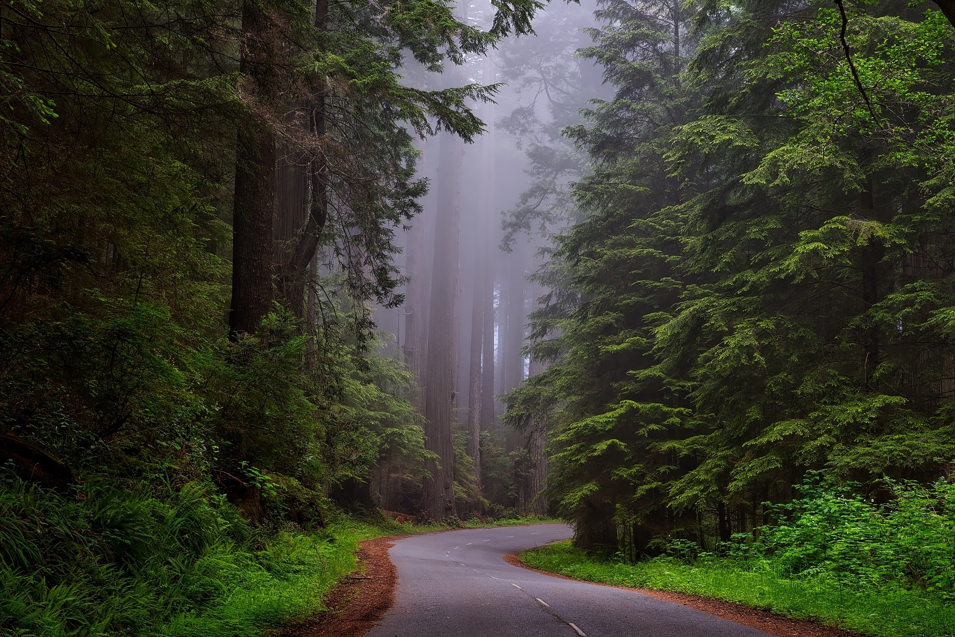 https://pixabay.com/hu/redwood-nemzeti-park-california-hdr-1587301/