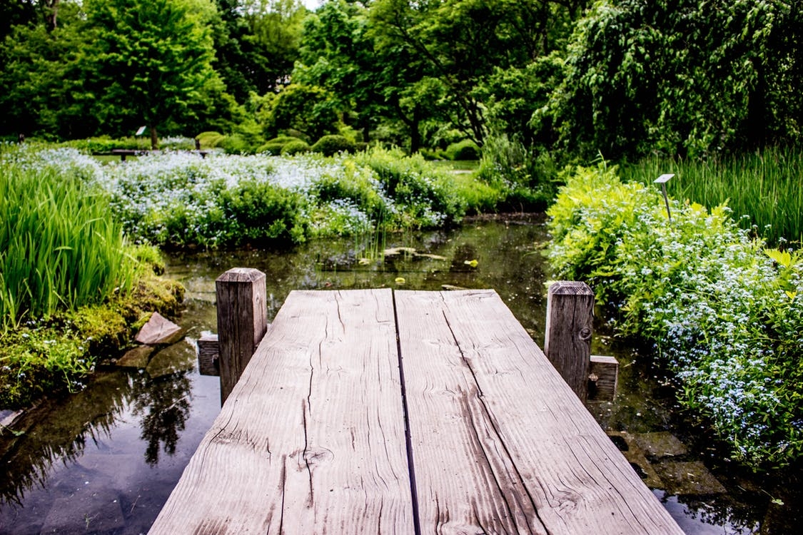 https://www.pexels.com/photo/bloom-blooming-blossom-daylight-460170/