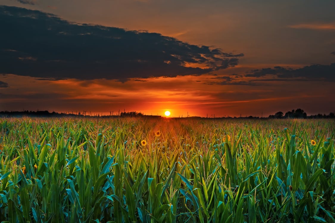 https://www.pexels.com/photo/agriculture-clouds-corn-corn-field-539282/