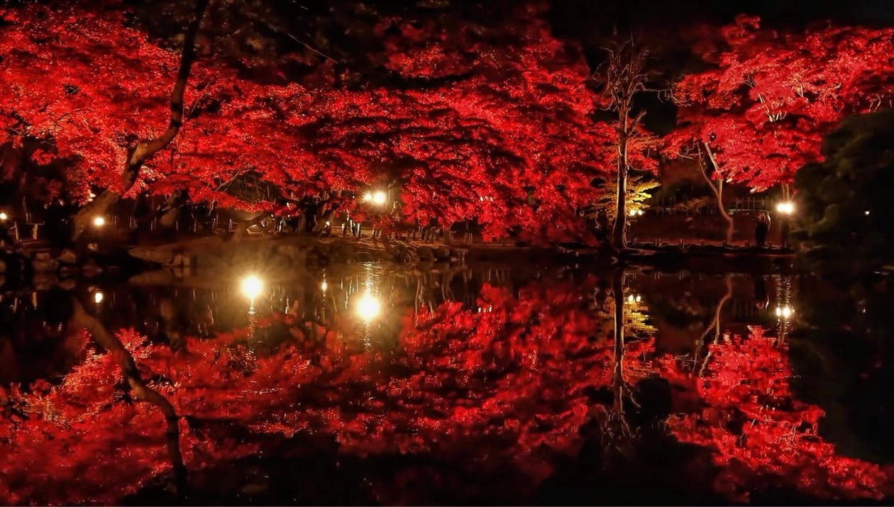 https://www.pexels.com/photo/close-up-of-trees-by-lake-at-night-316587/