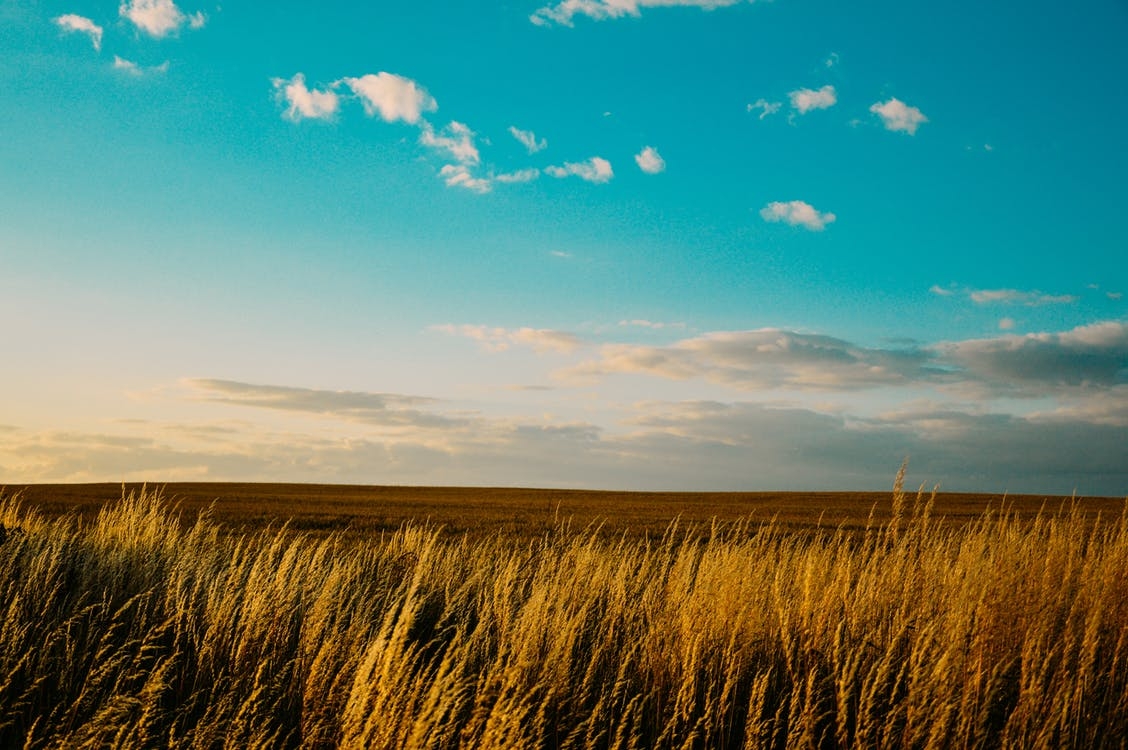 https://www.pexels.com/photo/field-sky-nature-agriculture-7976/