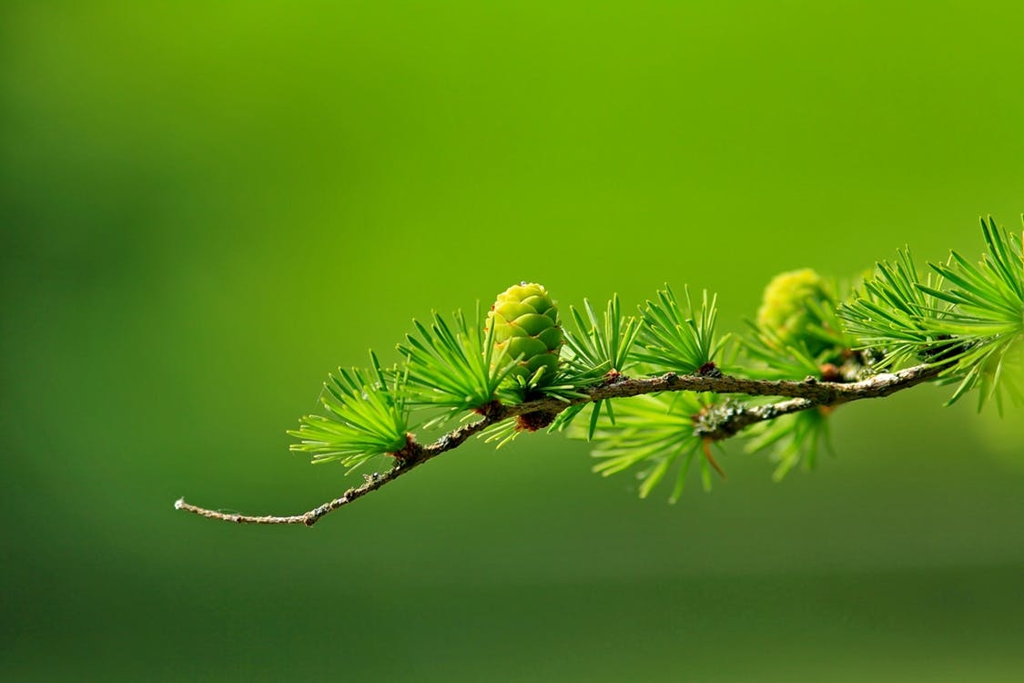 https://www.pexels.com/photo/green-tree-plant-leaves-40896/