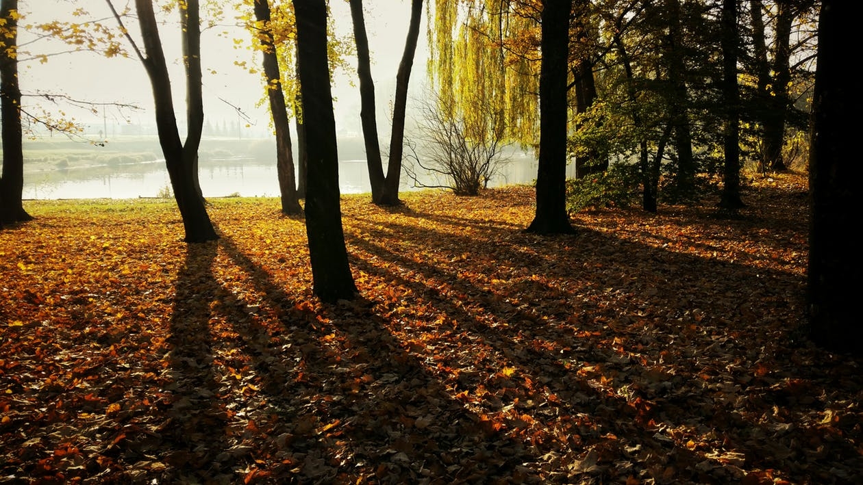 https://www.pexels.com/photo/autumn-autumn-colours-autumn-leaves-city-79083/