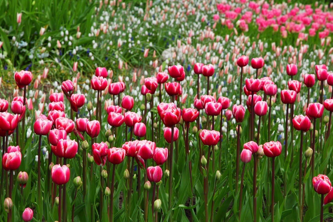 https://www.pexels.com/photo/nature-flowers-bloom-blossom-87008/