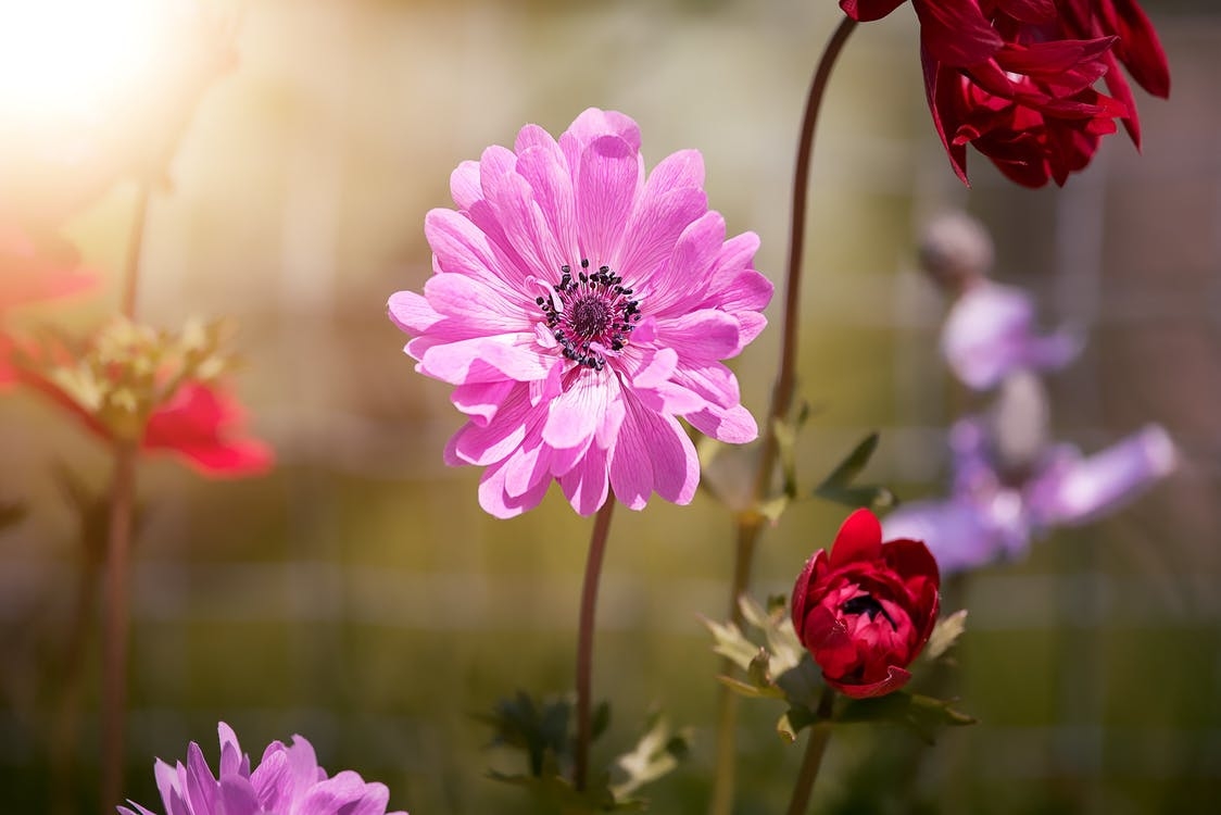 https://www.pexels.com/photo/bloom-blooming-blossom-blur-459196/