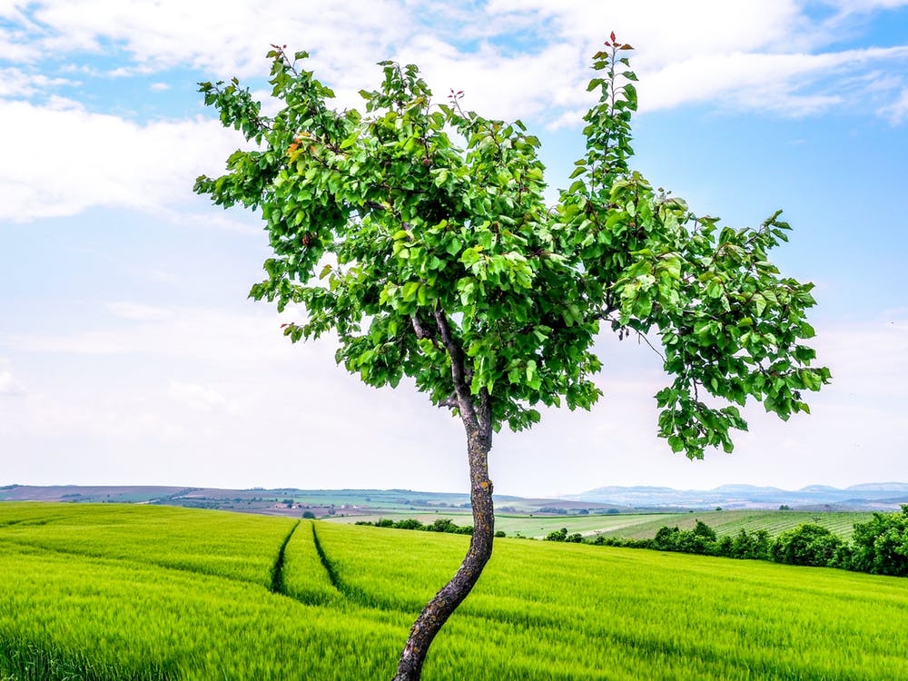 https://www.pexels.com/photo/agriculture-clouds-country-countryside-288474/