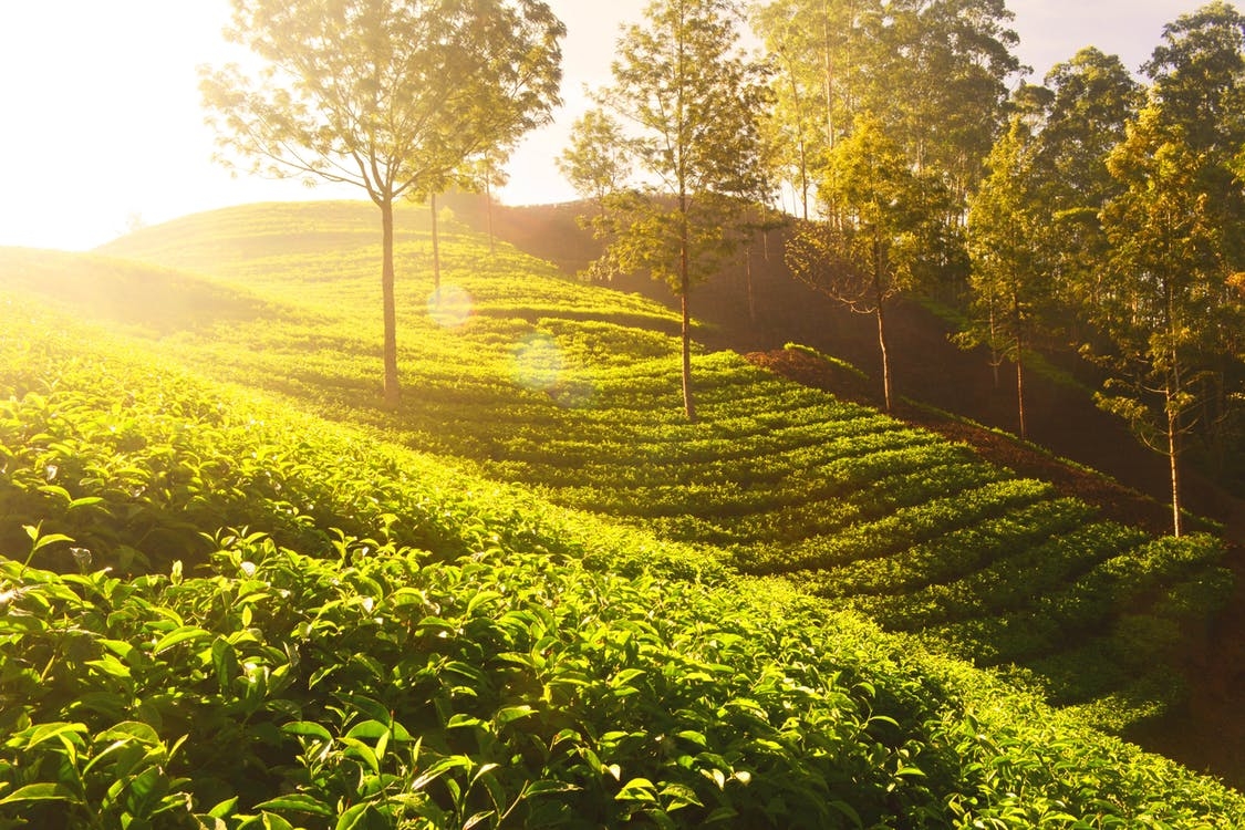 https://www.pexels.com/photo/agriculture-countryside-crop-cropland-392100/