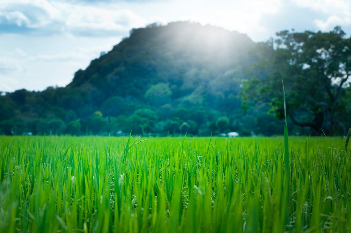 https://www.pexels.com/photo/scenic-view-of-wheat-field-against-sky-321542/