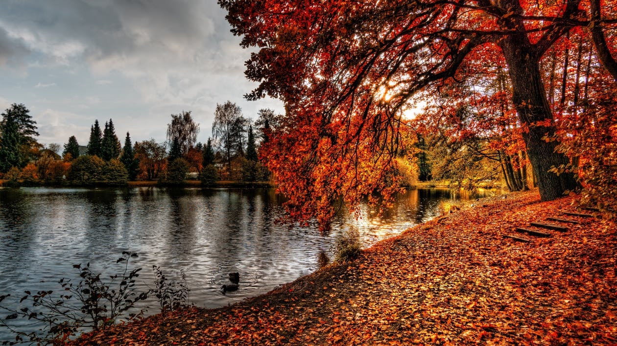 autumn-autumn-leaves-branch-color