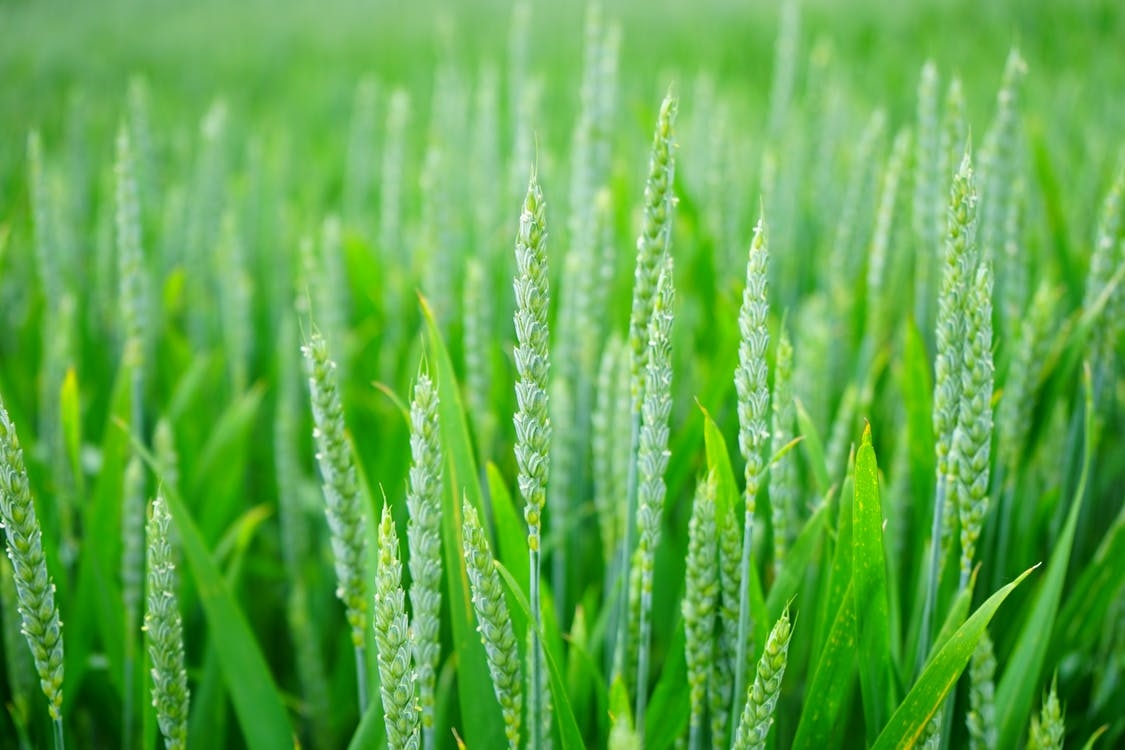 https://www.pexels.com/photo/green-wheat-field-106162/