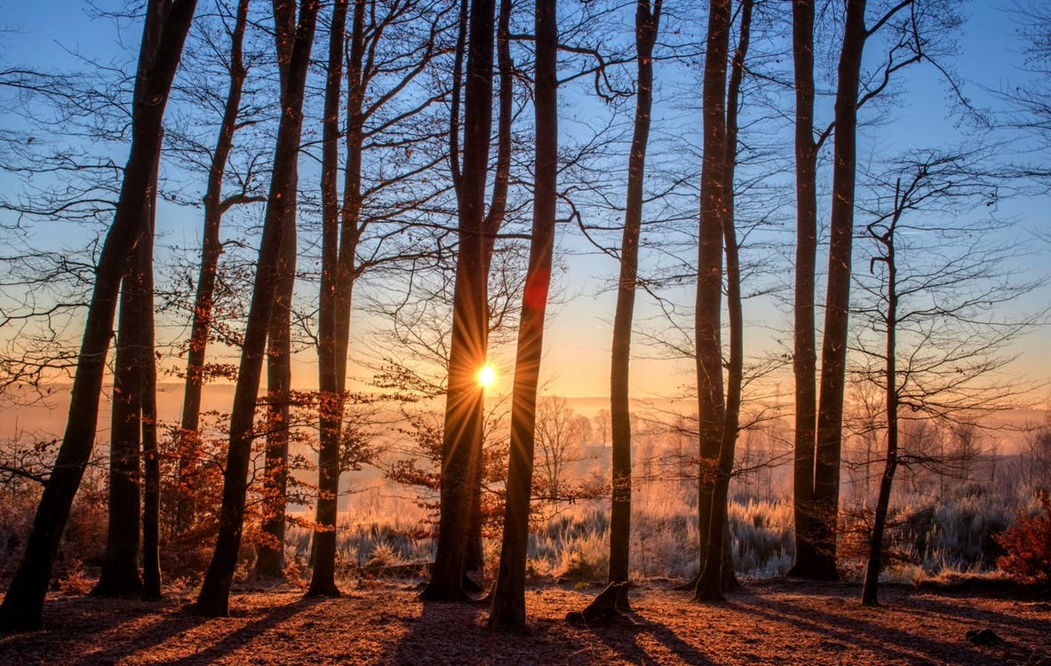 https://www.pexels.com/photo/autumn-beautiful-branch-countryside-289346/