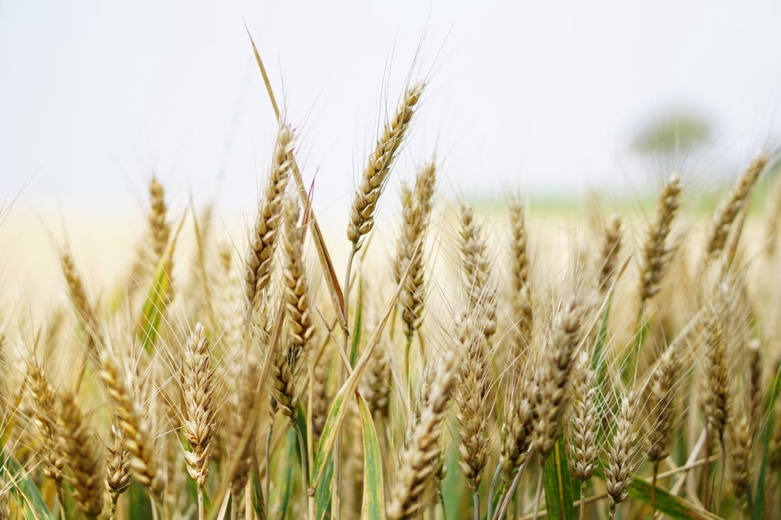 https://www.pexels.com/photo/agriculture-arable-barley-close-up-265278/