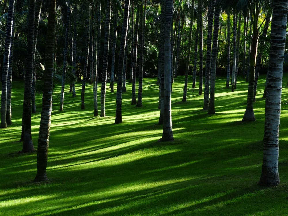 https://www.pexels.com/photo/white-and-brown-trees-on-forest-during-daytime-47334/