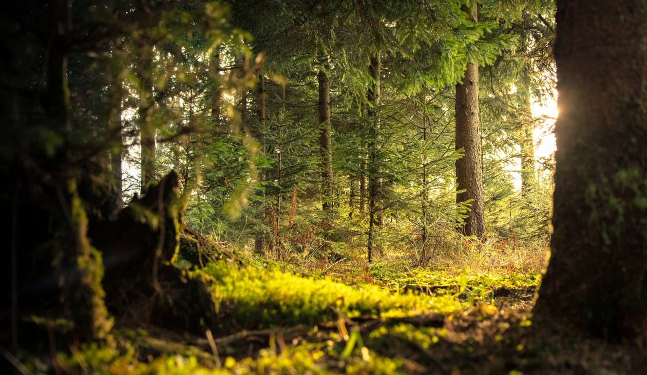 https://www.pexels.com/photo/conifer-daylight-environment-evergreen-338936/