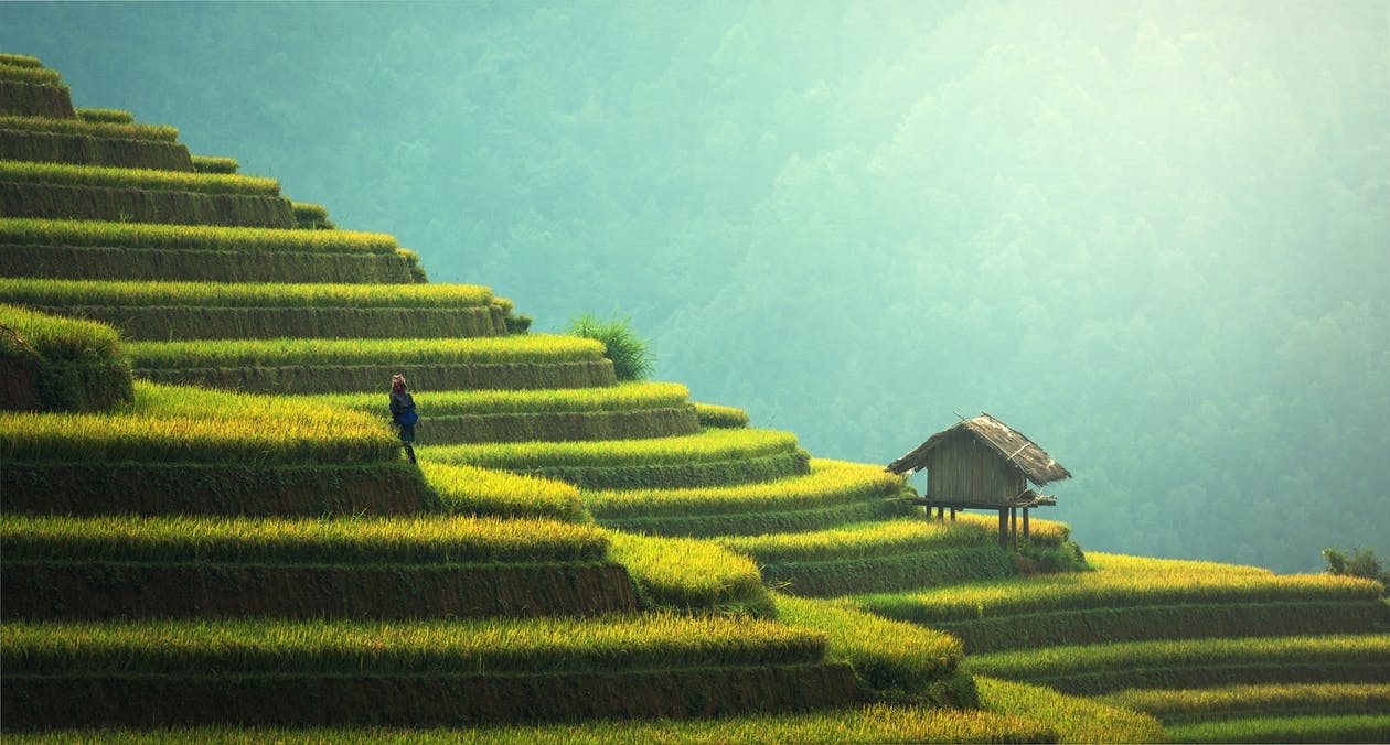 https://www.pexels.com/photo/agriculture-asia-cat-china-235648/