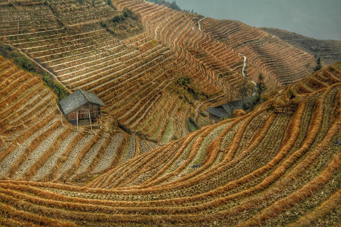 https://www.pexels.com/photo/harvest-china-rice-rice-fields-68495/