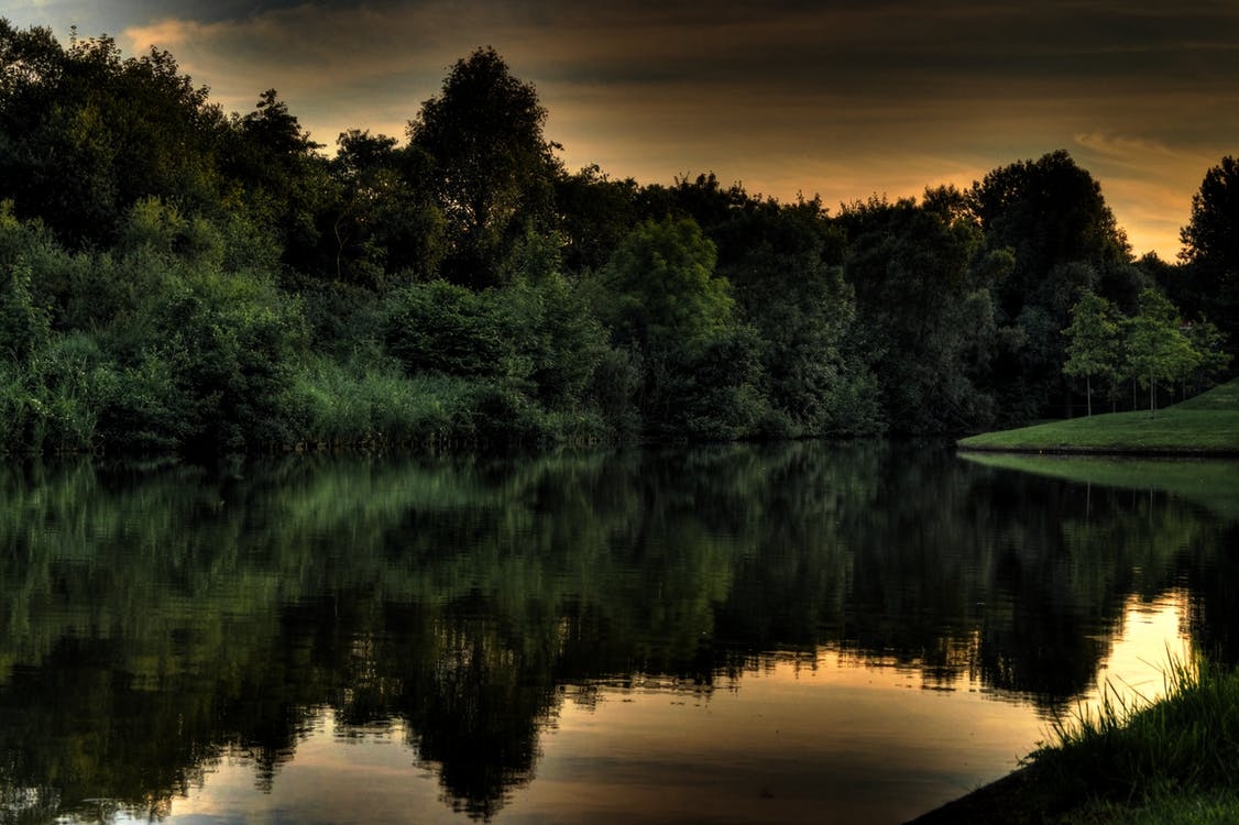 https://www.pexels.com/photo/wood-sea-forest-lake-788/