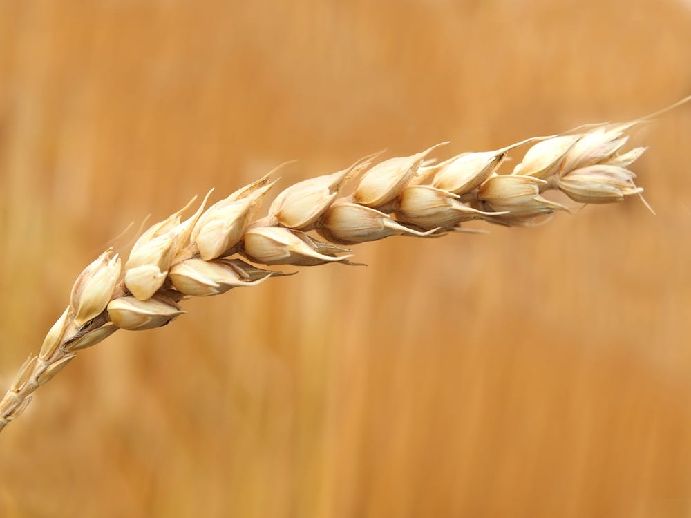 https://www.pexels.com/photo/wheat-grains-closeup-photography-158603/