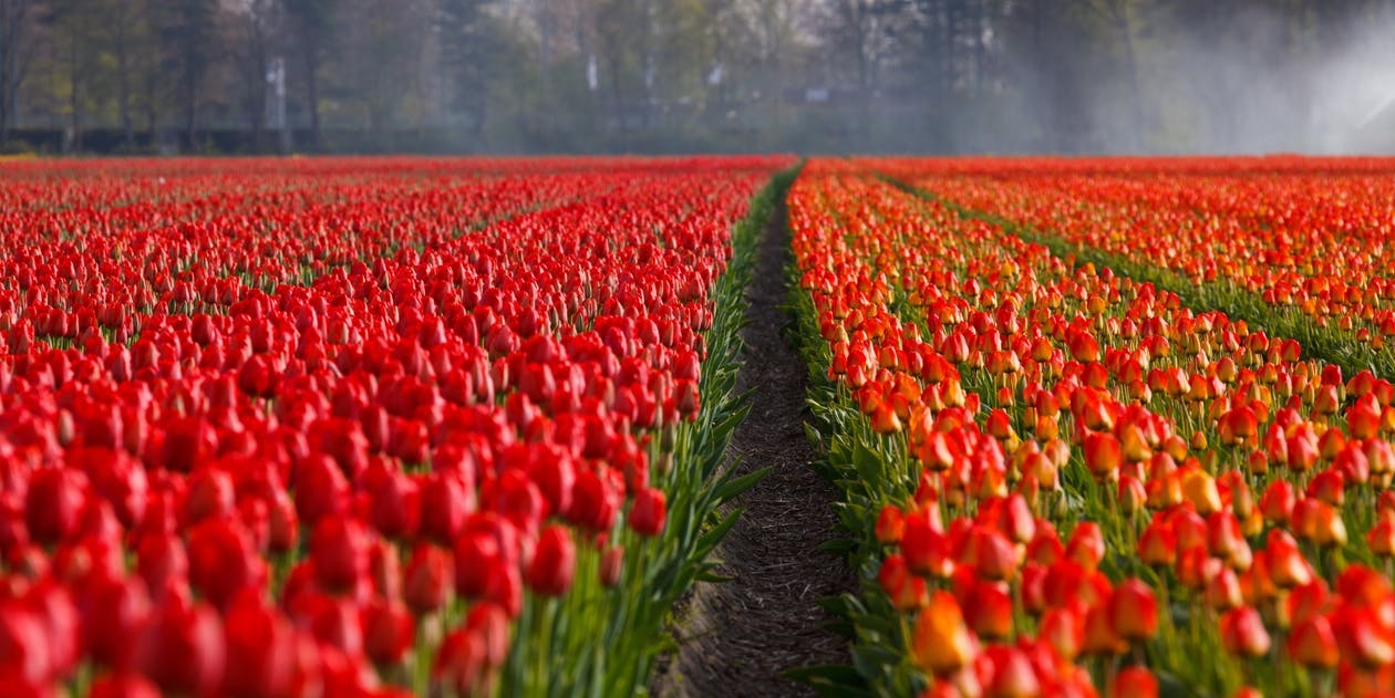 https://www.pexels.com/photo/red-field-flowers-garden-87633/