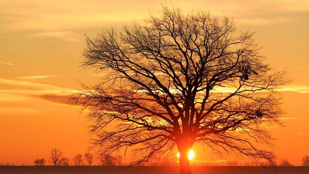 https://www.pexels.com/photo/silhouette-bare-tree-against-sky-during-sunset-326132/