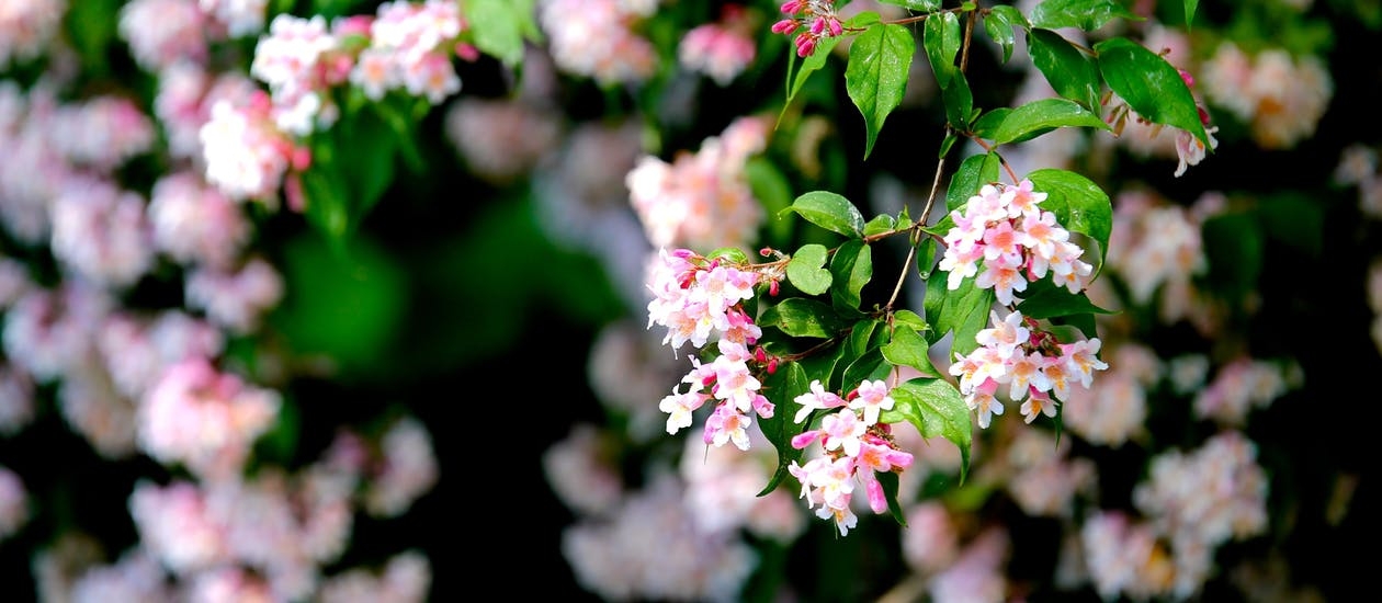 https://www.pexels.com/photo/white-and-pink-flower-83129/