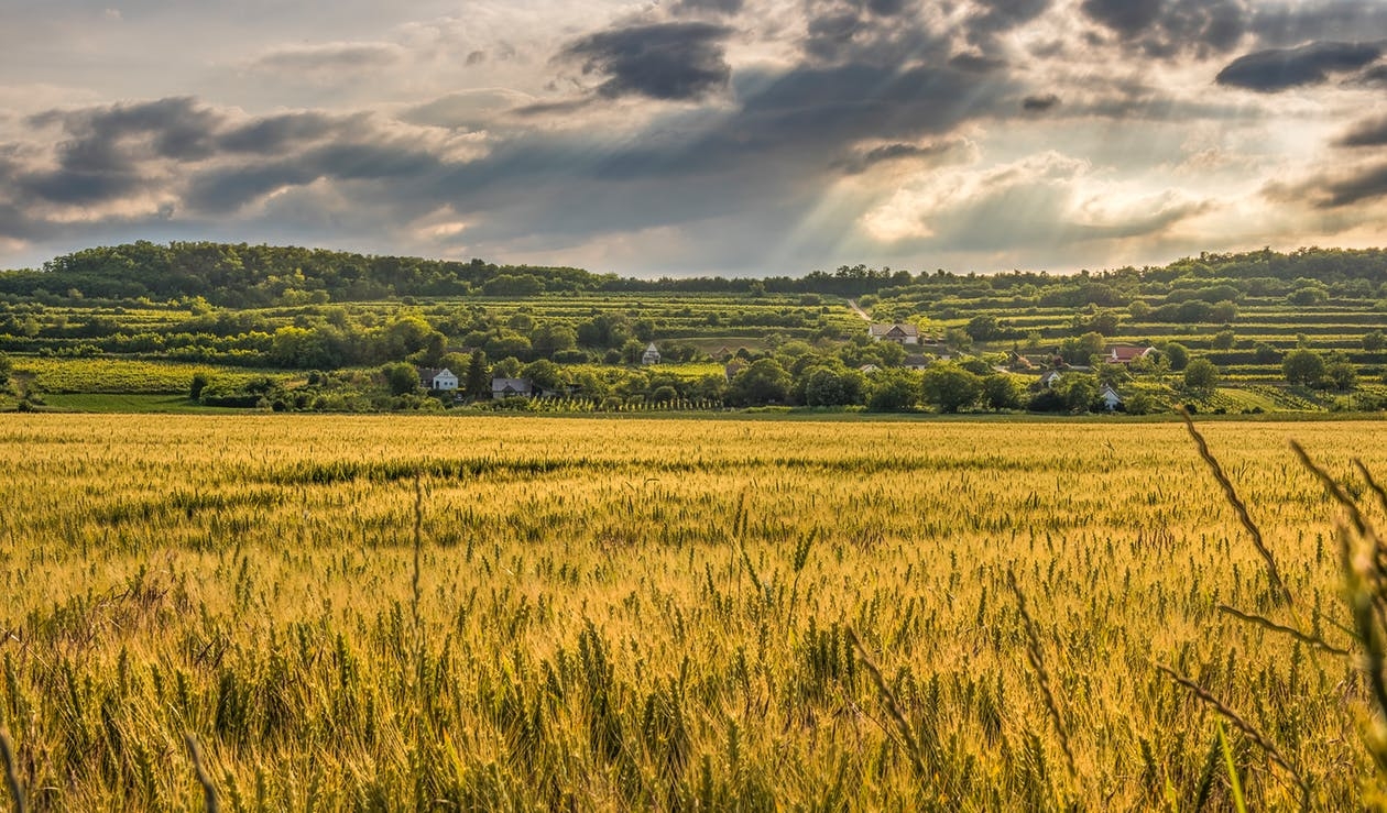 https://www.pexels.com/photo/agriculture-cereal-clouds-countryside-435471/