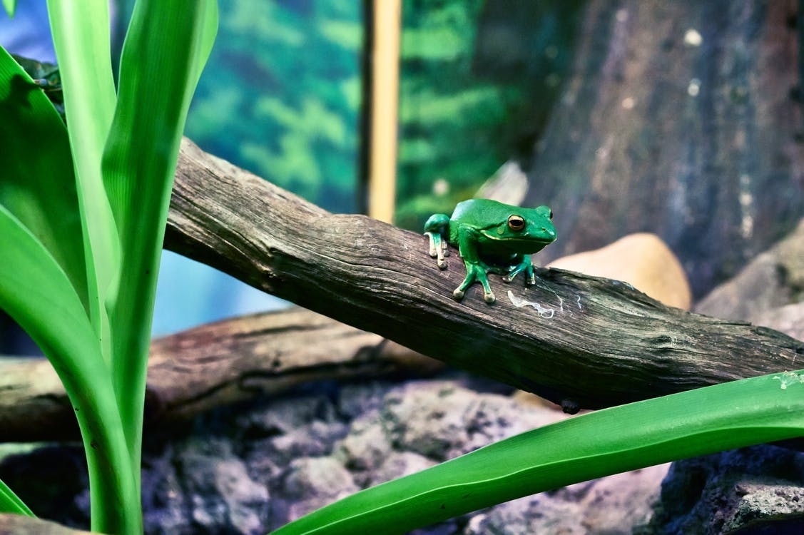 https://www.pexels.com/photo/frog-green-tree-frog-107499/