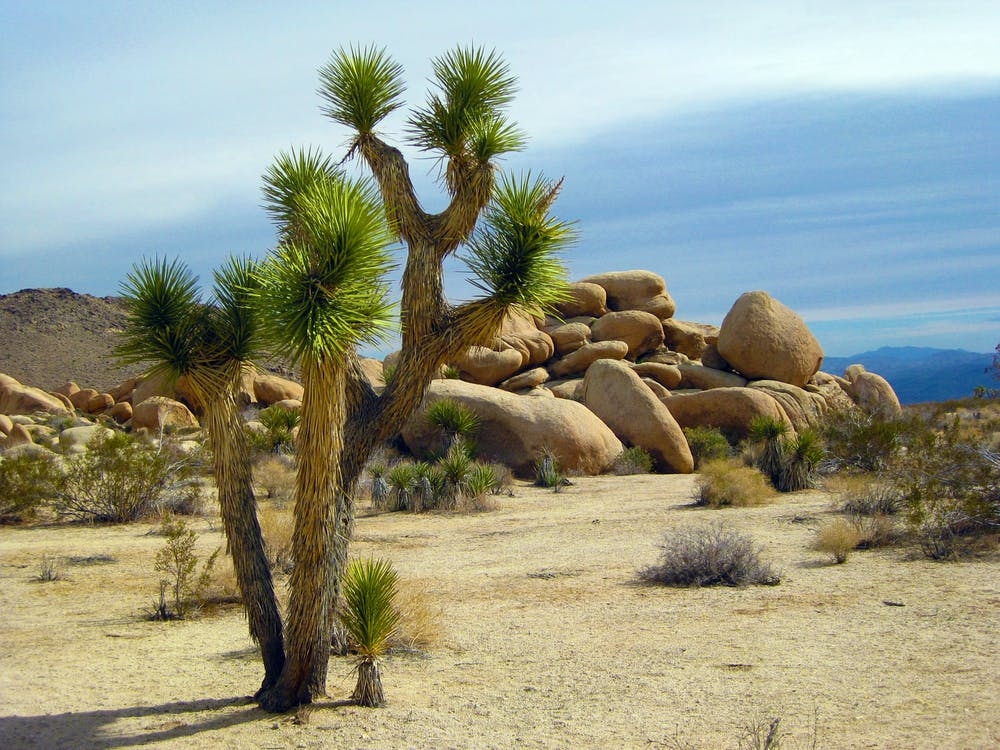 https://www.pexels.com/photo/america-arid-bushes-california-221148/