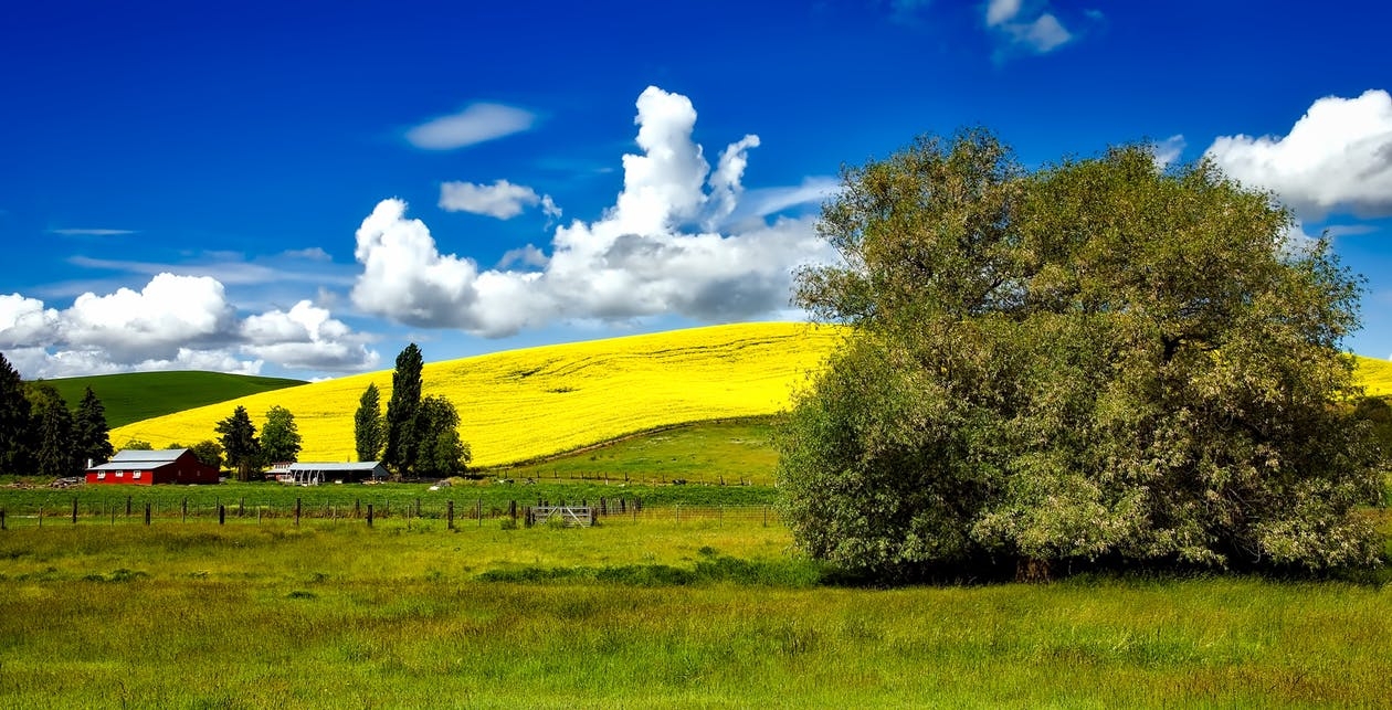 https://www.pexels.com/photo/green-leaf-tree-on-green-grass-field-158138/