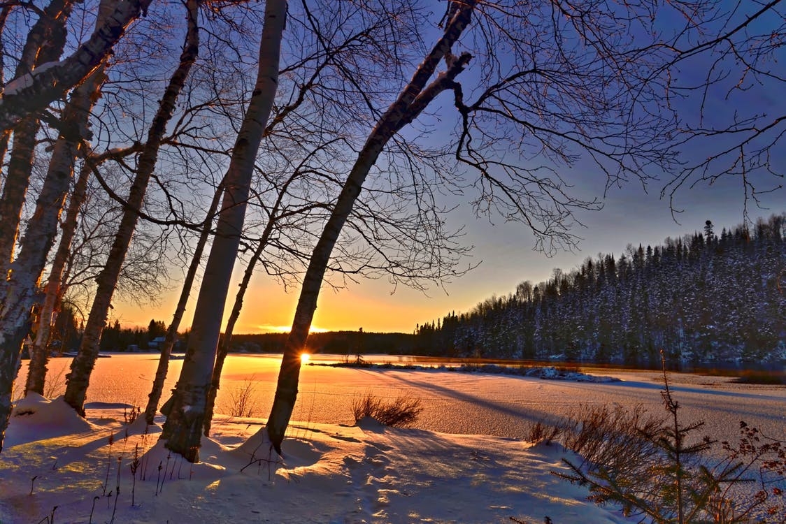 https://www.pexels.com/photo/branch-branches-calm-cold-259703/