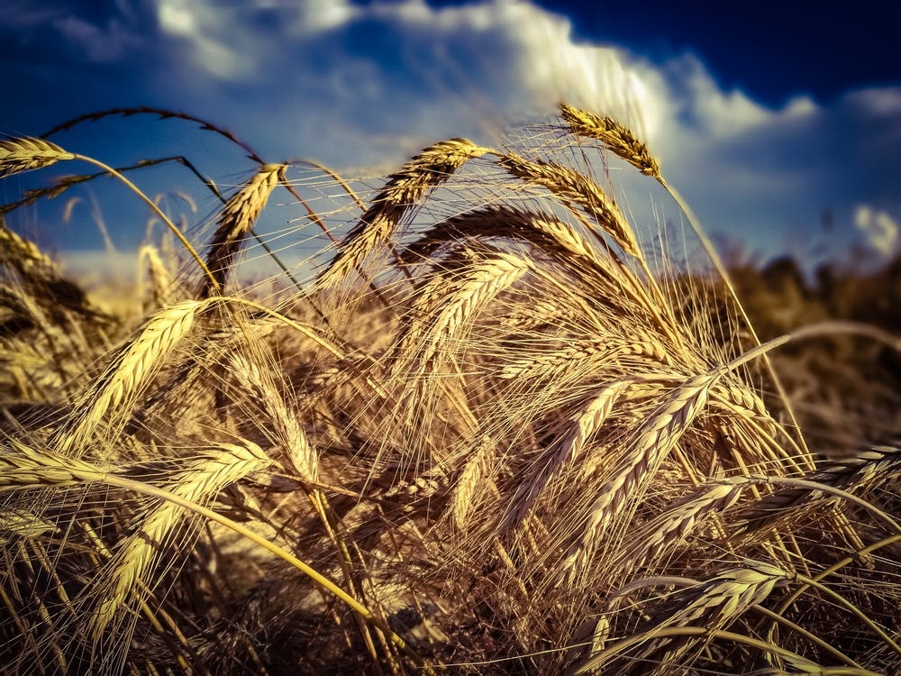 https://www.pexels.com/photo/agriculture-bread-cereal-countryside-461344/