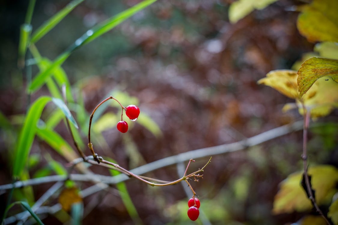 https://www.pexels.com/photo/bokeh-branch-bright-close-up-227734/