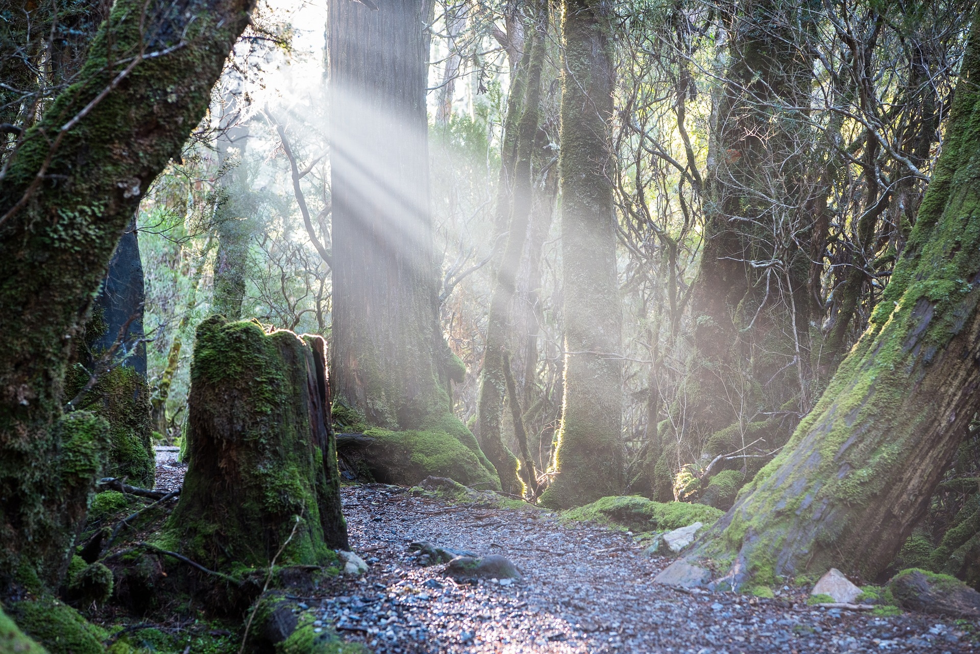 https://pixabay.com/en/weindorfers-forest-walk-tasmania-2365608/