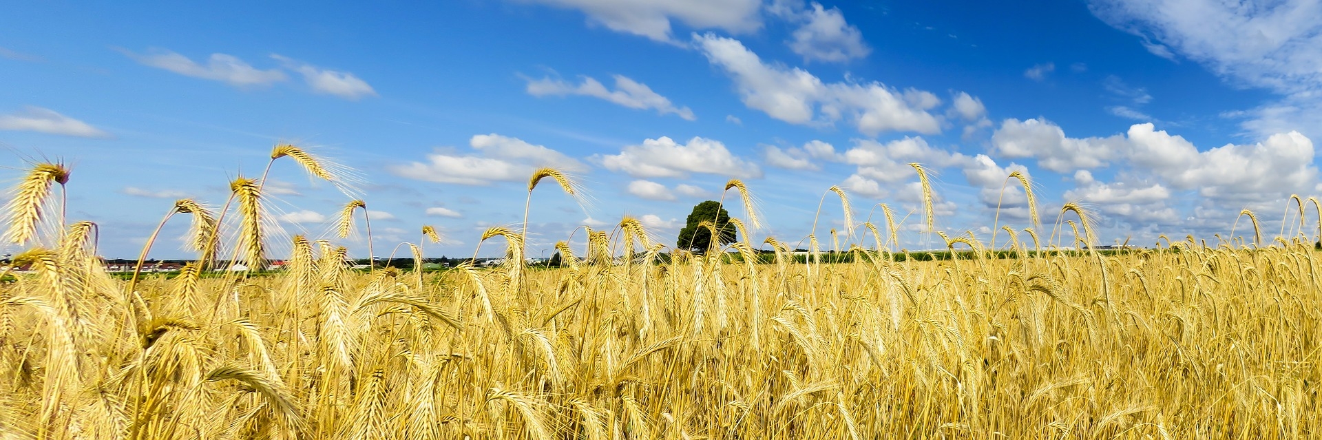 https://pixabay.com/en/nature-landscape-field-sky-wheat-2531757/