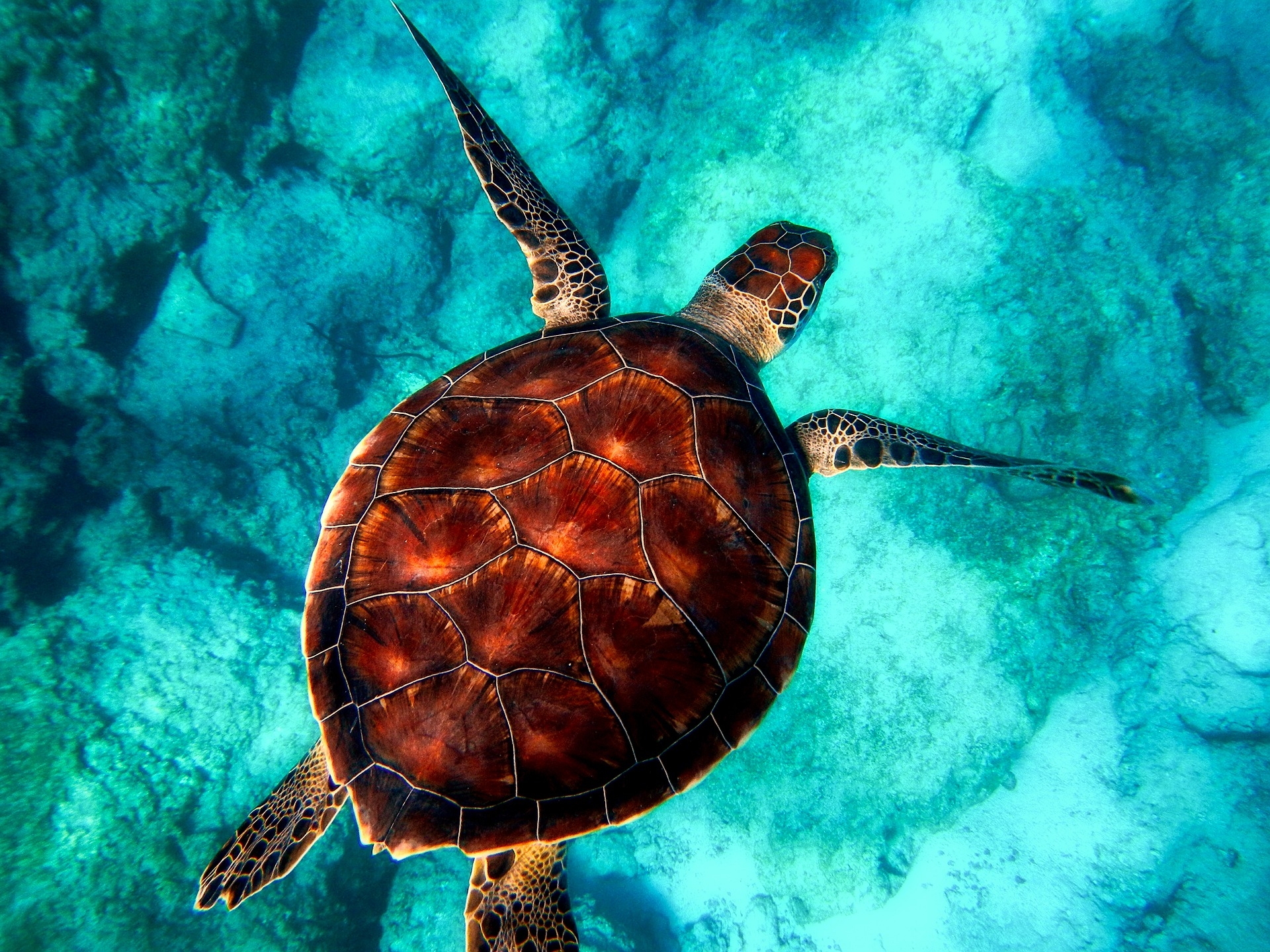 https://pixabay.com/hu/tengeri-ocean-turtle-vadvil%C3%A1g-2361247/