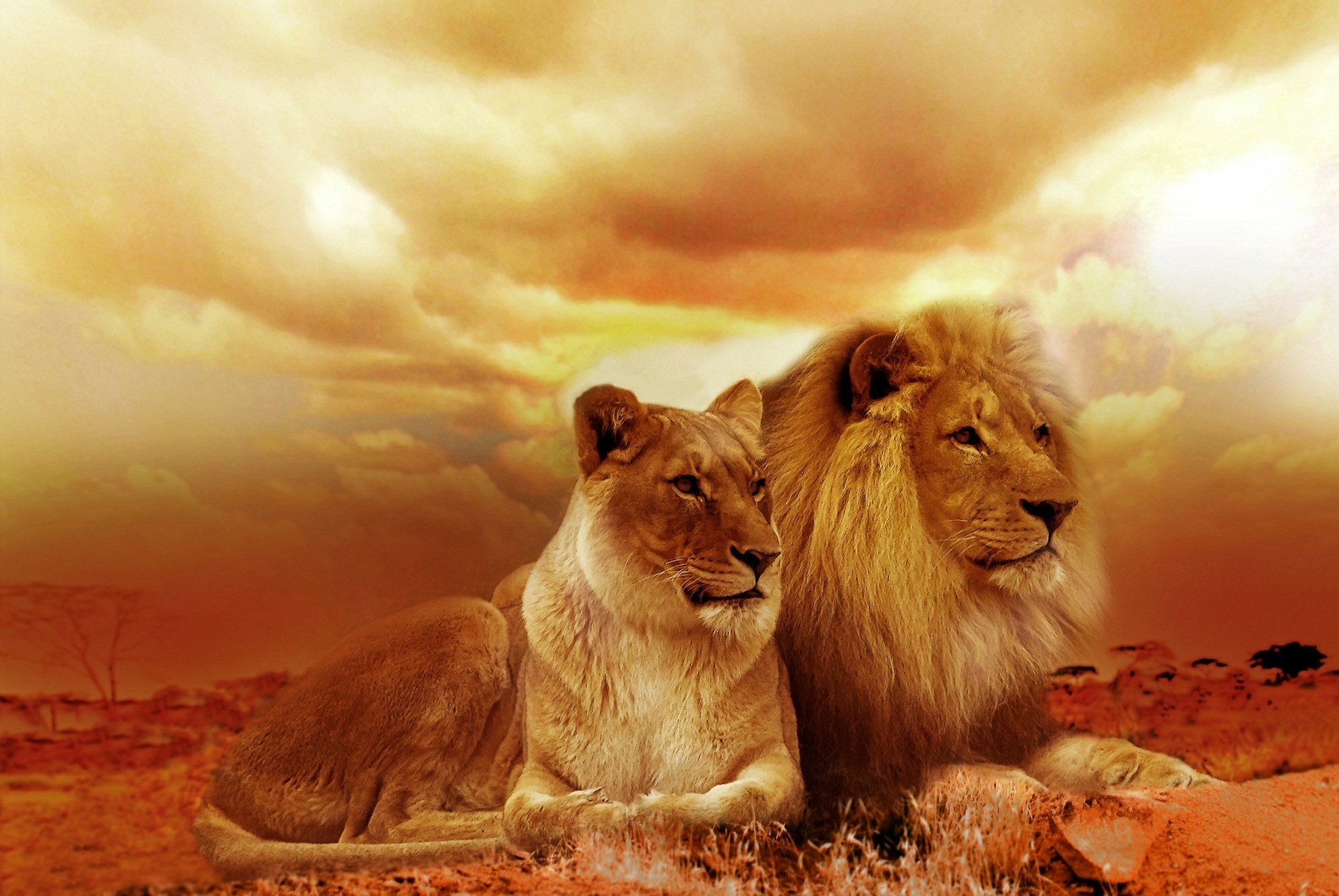 oroszlán-szafari-afrika-táj