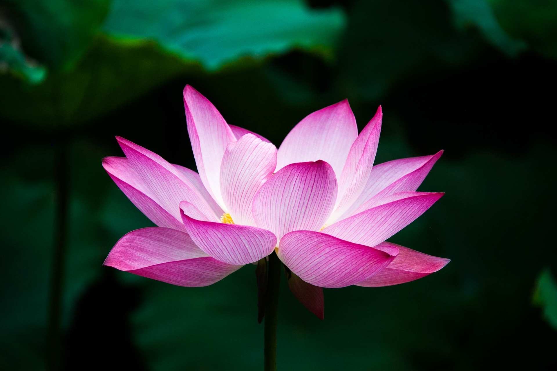 lotus-virág-nyár-zen-tó-természet
