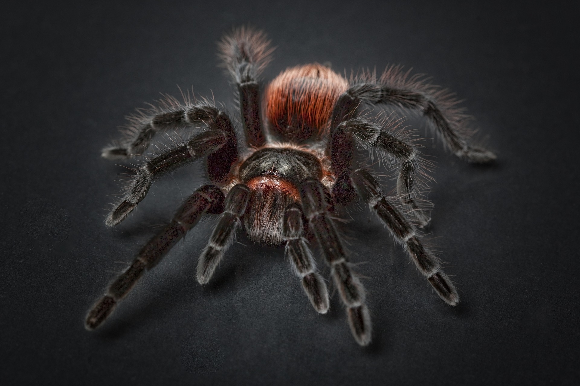 pók-tarantellapók-arachnophobia-