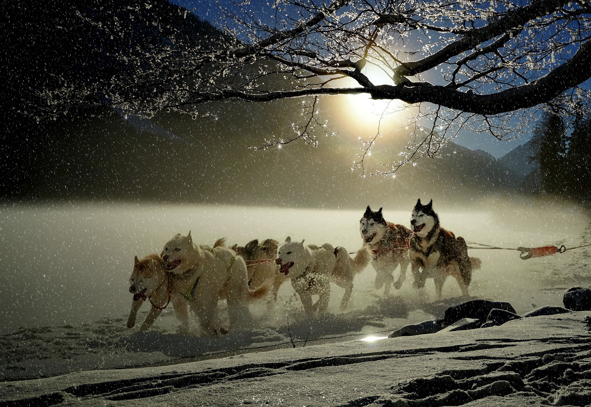 https://pixabay.com/hu/kuty%C3%A1k-huskies-%C3%A1llati-kutya-verseny-2921382/