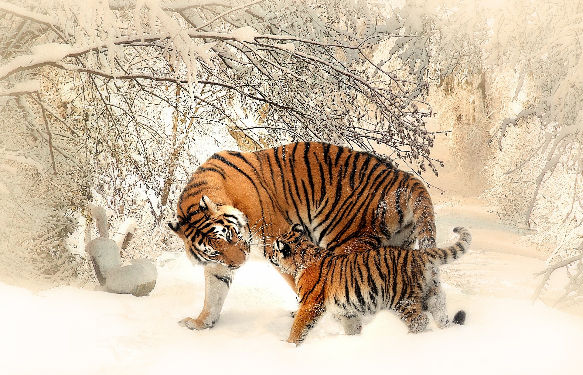 https://pixabay.com/hu/tigris-tigris-baby-tigerfamile-591359/