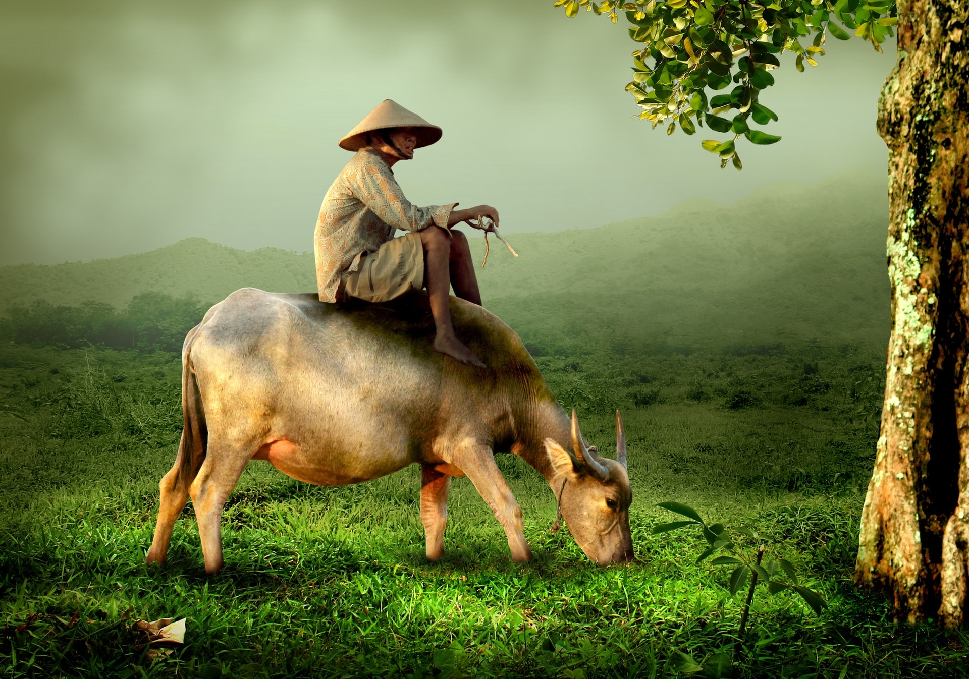 nature-old-shepherd-grandpa