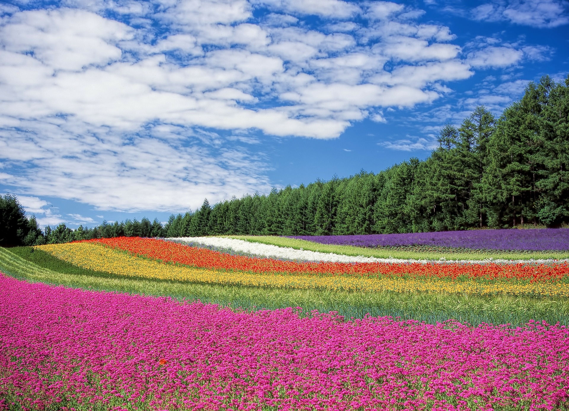 virágoskert-kék-ég-hokkaido-japán