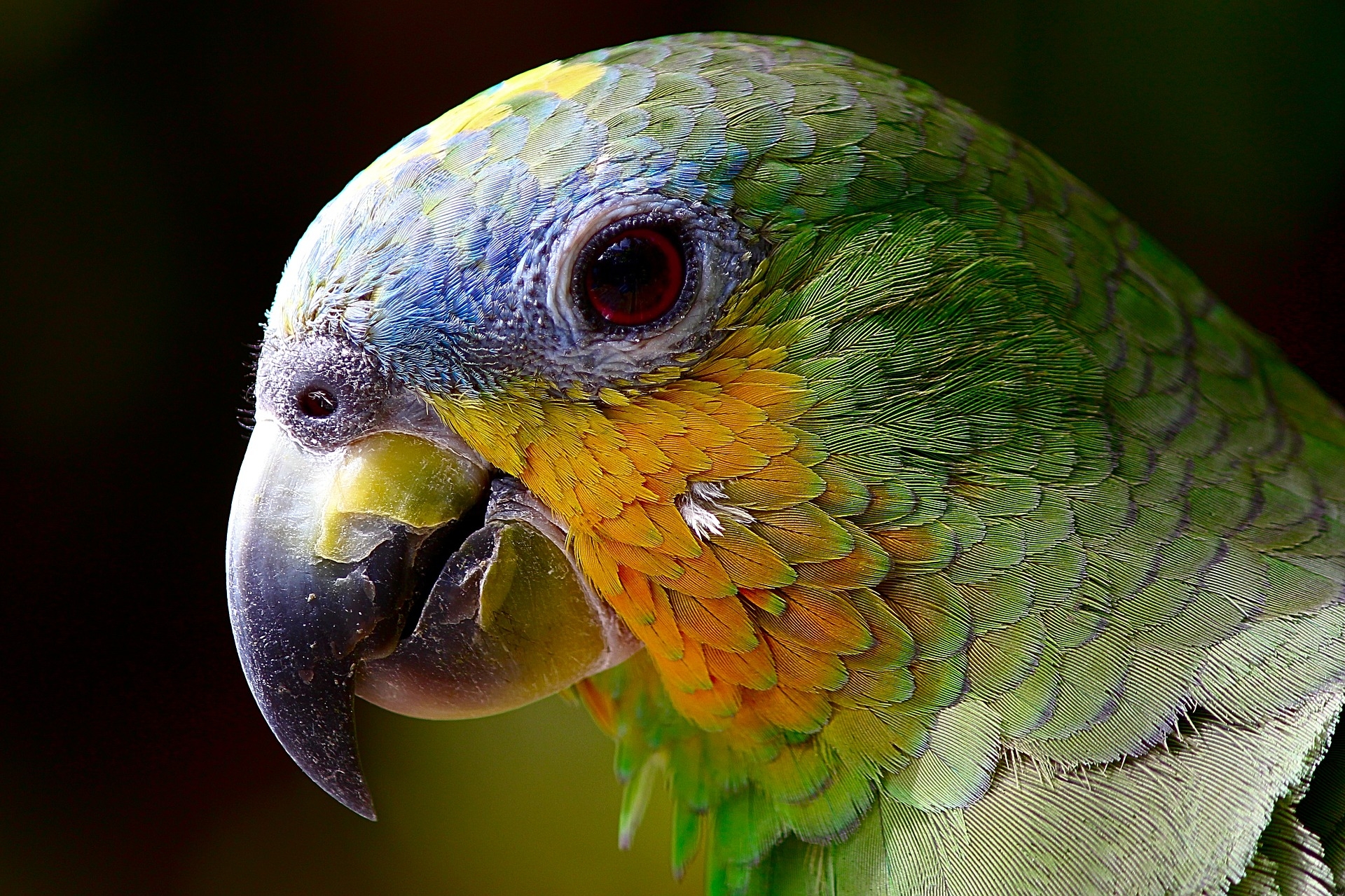 papagáj-amazon-állatok-madár-zöld