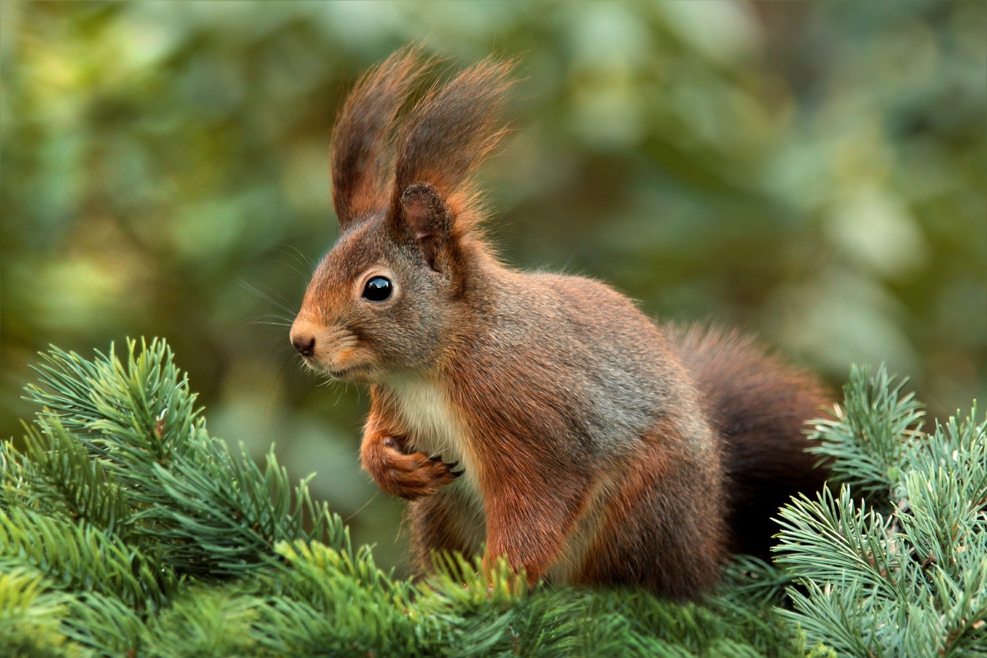 mókus-figyelmet-fülek-aranyos-kert