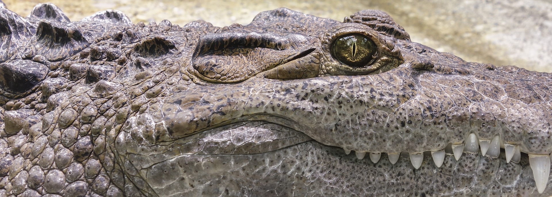 krokodil-tooth-hüllők-aligátor